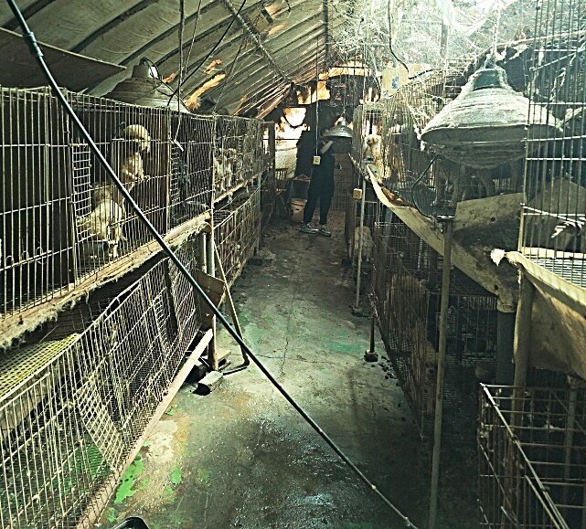 본문 이미지 - 미용 실습견들 사육 환경&#40;동물자유연대 제공&#41; ⓒ 뉴스1