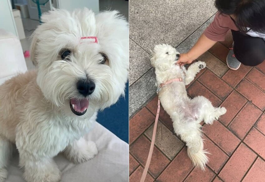 본문 이미지 - 플러팅 요정 &#39;콩떡&#39;&#40;인스타그램 luv_kong11 제공&#41; ⓒ 뉴스1