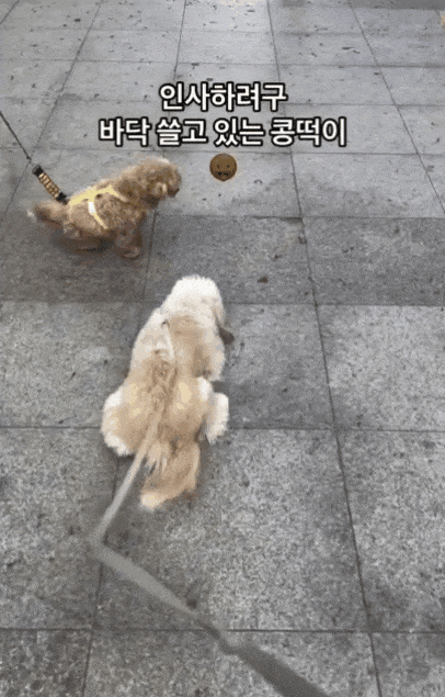 본문 이미지 - &#39;엉금엉금 기어서 발라당~&#39; 플러팅 장인 강아지 &#39;콩떡&#39; &#40;인스타그램 luv_kong11 제공&#41; ⓒ 뉴스1