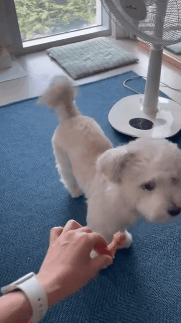 본문 이미지 - 간식 하나에도 기쁨을 온 몸으로 표현하는 낙천적인 콩떡이&#40;인스타그램 luv_kong11 제공&#41; ⓒ 뉴스1