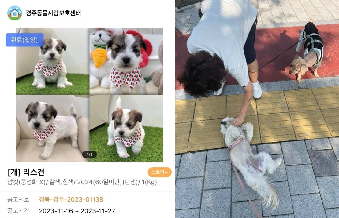 본문 이미지 - 경주 스트릿 출신 강아지 콩떡이는 가족을 만나 매일 듬뿍 사랑받으며 살고 있다&#40;인스타그램 luv_kong11 제공&#41; ⓒ 뉴스1