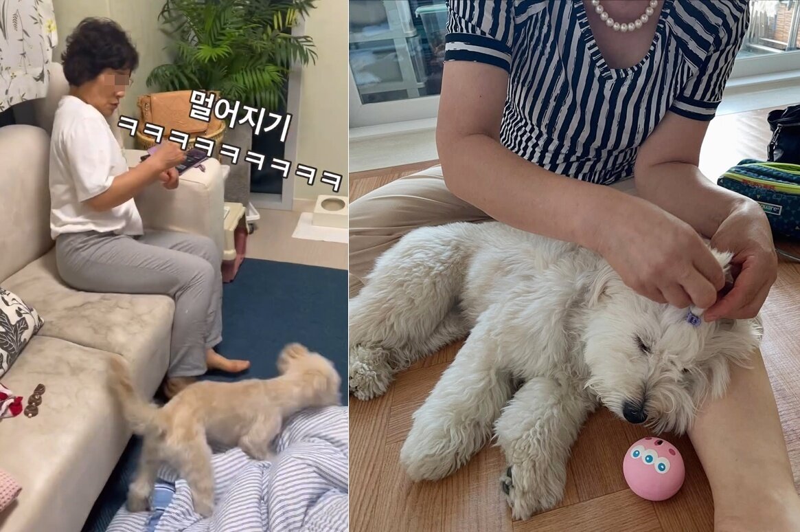 본문 이미지 - 보호자 A 씨의 어머니는 처음 콩떡이를 무서워했지만, 이제는 머리까지 묶어주는 사이로 발전했다&#40;인스타그램 luv_kong11 제공&#41;. ⓒ 뉴스1