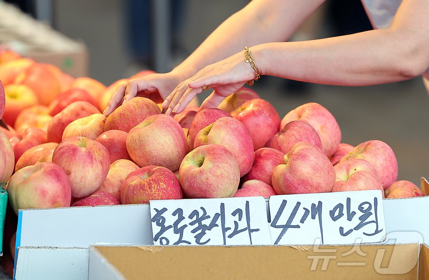 본문 이미지 - 14일 서울 동대문구 청량리 전통시장을 찾은 시민이 홍로사과를 구매하고 있다. 2025.9.14/뉴스1 ⓒ News1 김진환 기자