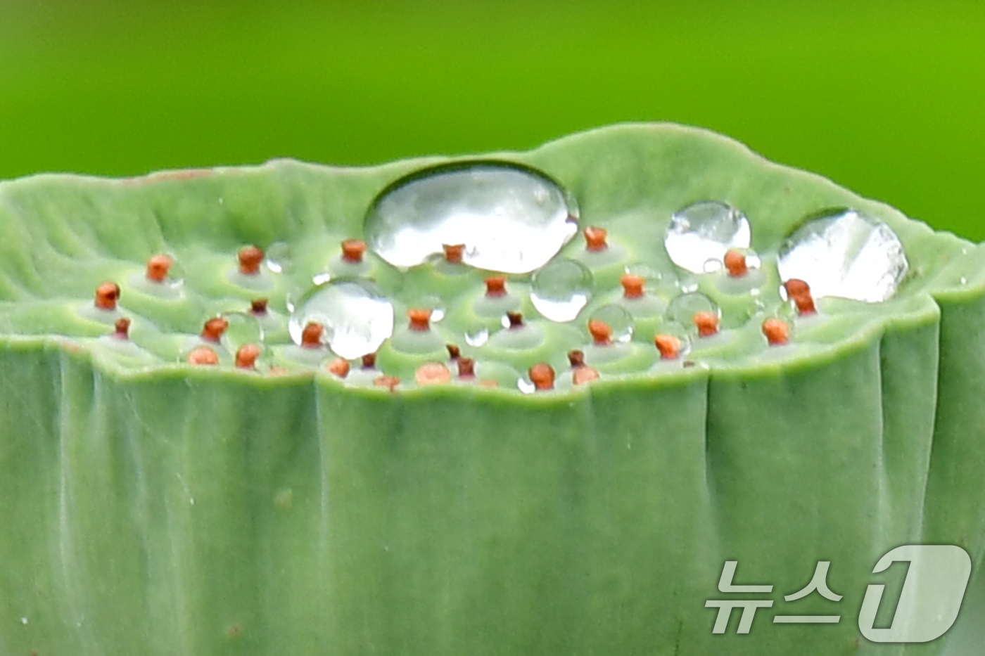 (포항=뉴스1) 최창호 기자 = 14일 경북 포항시 북구 장성동 신제지 연못에 있는 연꽃밥 위에 빗물이 맺혀있다.  2025.9.14/뉴스1