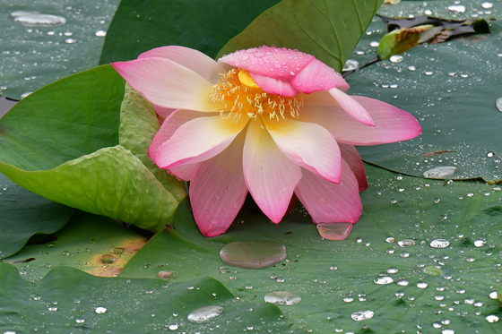 [오늘의 날씨] 강원(29일, 수)…맑지만 동해안·산지 새벽 빗방울