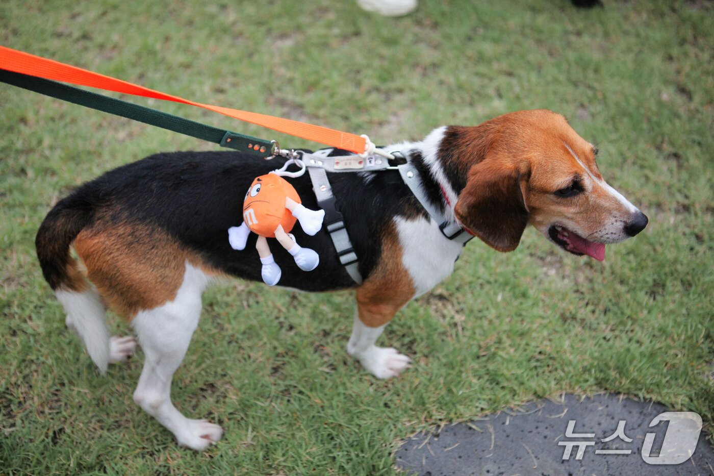 본문 이미지 - 12일 발라당입양센터의 비글견이 산책을 하고 있다(센터 제공). ⓒ 뉴스1