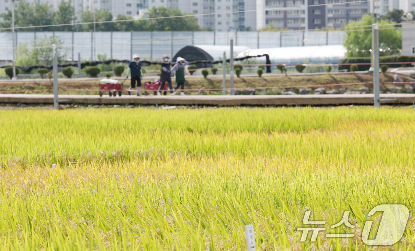 (화성=뉴스1) 김영운 기자 = 맑고 청명한 날씨를 보인 15일 경기 화성시 경기도농업기술원에 연구용 벼가 노랗게 익어있다. 2025.9.15/뉴스1