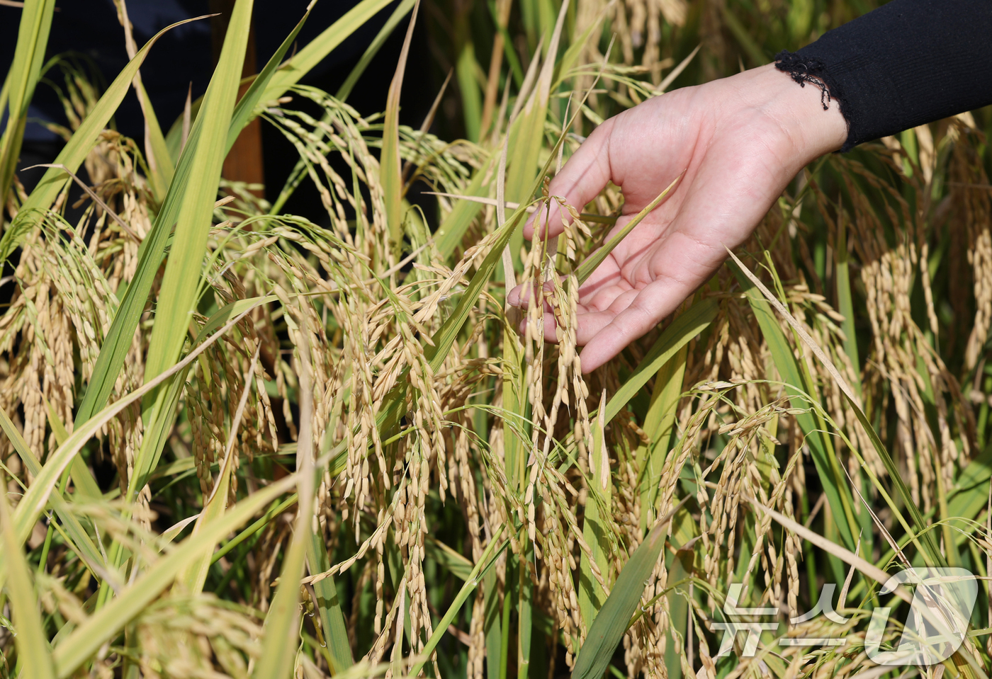 (화성=뉴스1) 김영운 기자 = 맑고 청명한 날씨를 보인 15일 경기 화성시 경기도농업기술원에서 관계자들이 연구용 벼를 살펴보고 있다. 2025.9.15/뉴스1