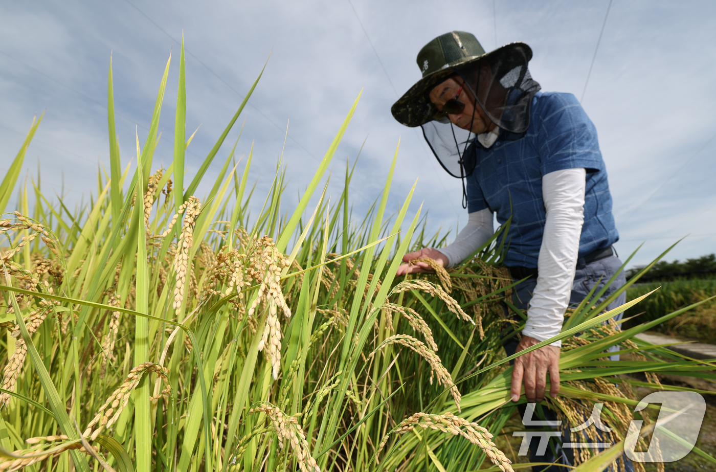 (화성=뉴스1) 김영운 기자 = 맑고 청명한 날씨를 보인 15일 경기 화성시 경기도농업기술원에서 관계자들이 연구용 벼를 살펴보고 있다. 2025.9.15/뉴스1