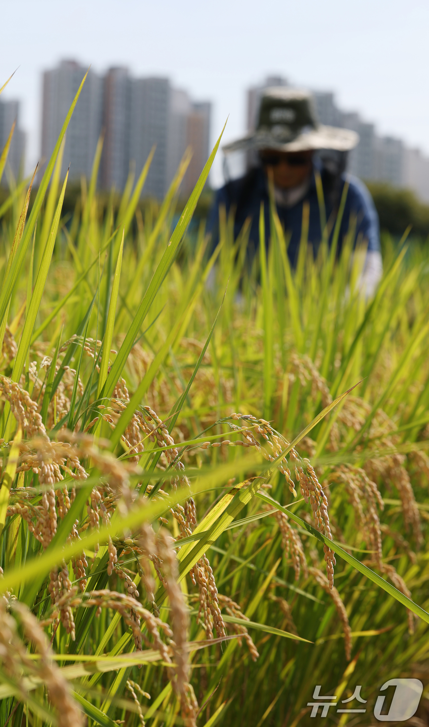 (화성=뉴스1) 김영운 기자 = 맑고 청명한 날씨를 보인 15일 경기 화성시 경기도농업기술원에 연구용 벼가 노랗게 익어있다. 2025.9.15/뉴스1