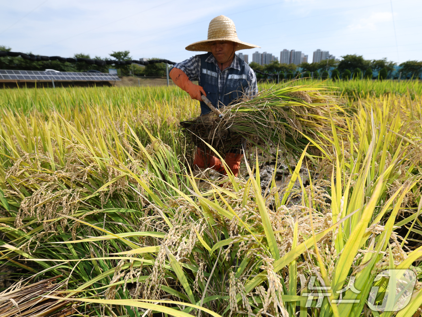 (화성=뉴스1) 김영운 기자 = 맑고 청명한 날씨를 보인 15일 경기 화성시 경기도농업기술원에서 관계자들이 연구용 벼를 베고 있다. 2025.9.15/뉴스1