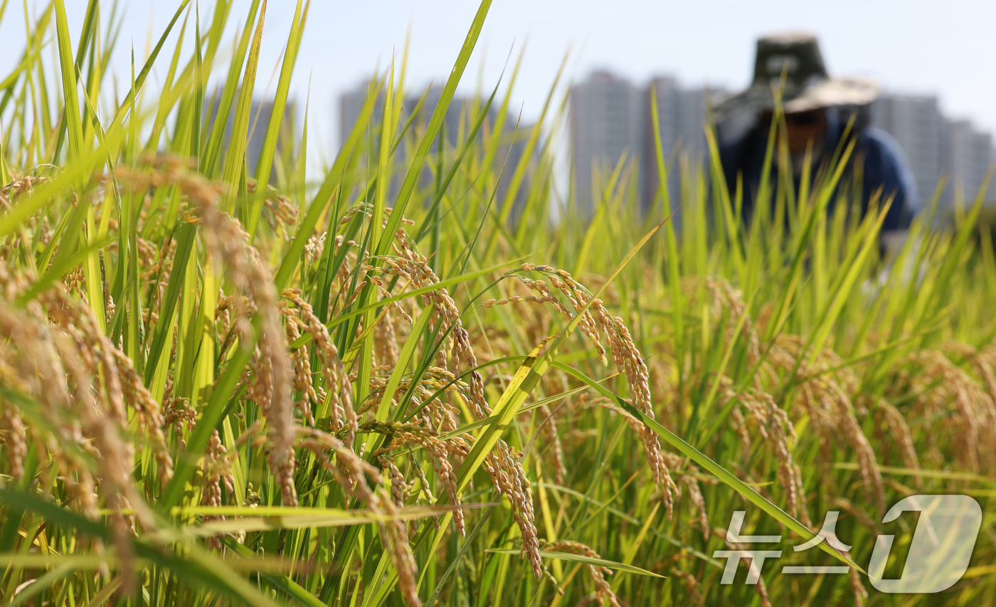 (화성=뉴스1) 김영운 기자 = 맑고 청명한 날씨를 보인 15일 경기 화성시 경기도농업기술원에 연구용 벼가 노랗게 익어있다. 2025.9.15/뉴스1