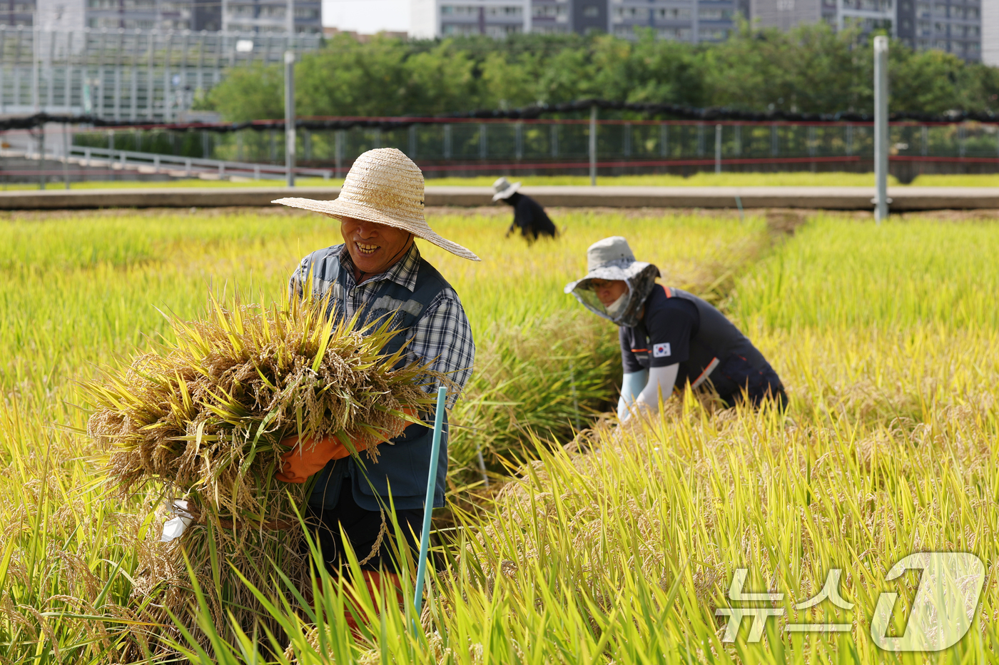 (화성=뉴스1) 김영운 기자 = 맑고 청명한 날씨를 보인 15일 경기 화성시 경기도농업기술원에서 관계자들이 연구용 벼를 베고 있다. 2025.9.15/뉴스1