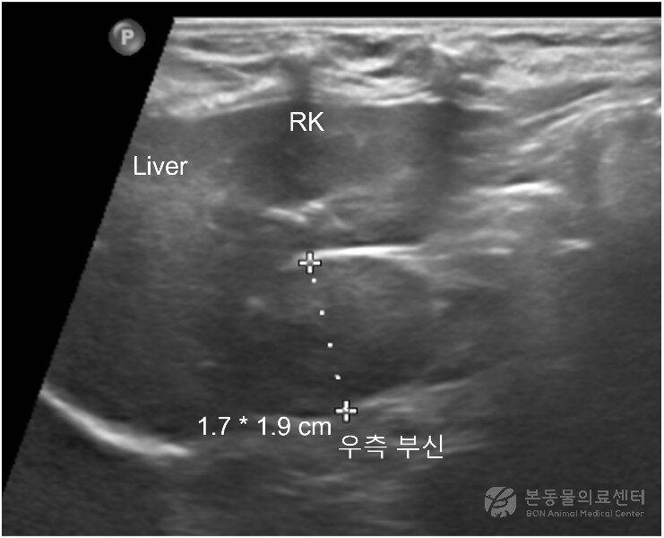 본문 이미지 - 10살 말티즈 복부 초음파 검사 결과 확인된 종양(본동물의료센터 제공) ⓒ 뉴스1