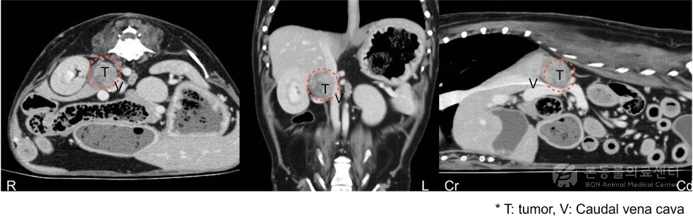 본문 이미지 - 10살 말티즈 CT 검사 결과 확인된 부신 종양(본동물의료센터 제공) ⓒ 뉴스1