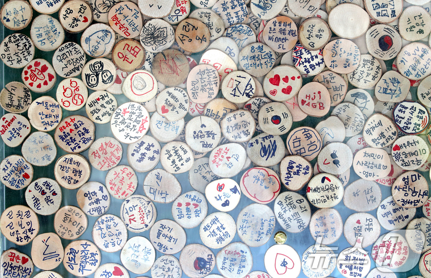 (대구=뉴스1) 공정식 기자 = 15일 대구 수성구 무료 식물원 '생각을 담는 정원' 입구에 이곳을 찾은 시민들이 소망을 적은 나무토막이 빼곡히 쌓여 있다. 관리소 측은 간절한 소 …