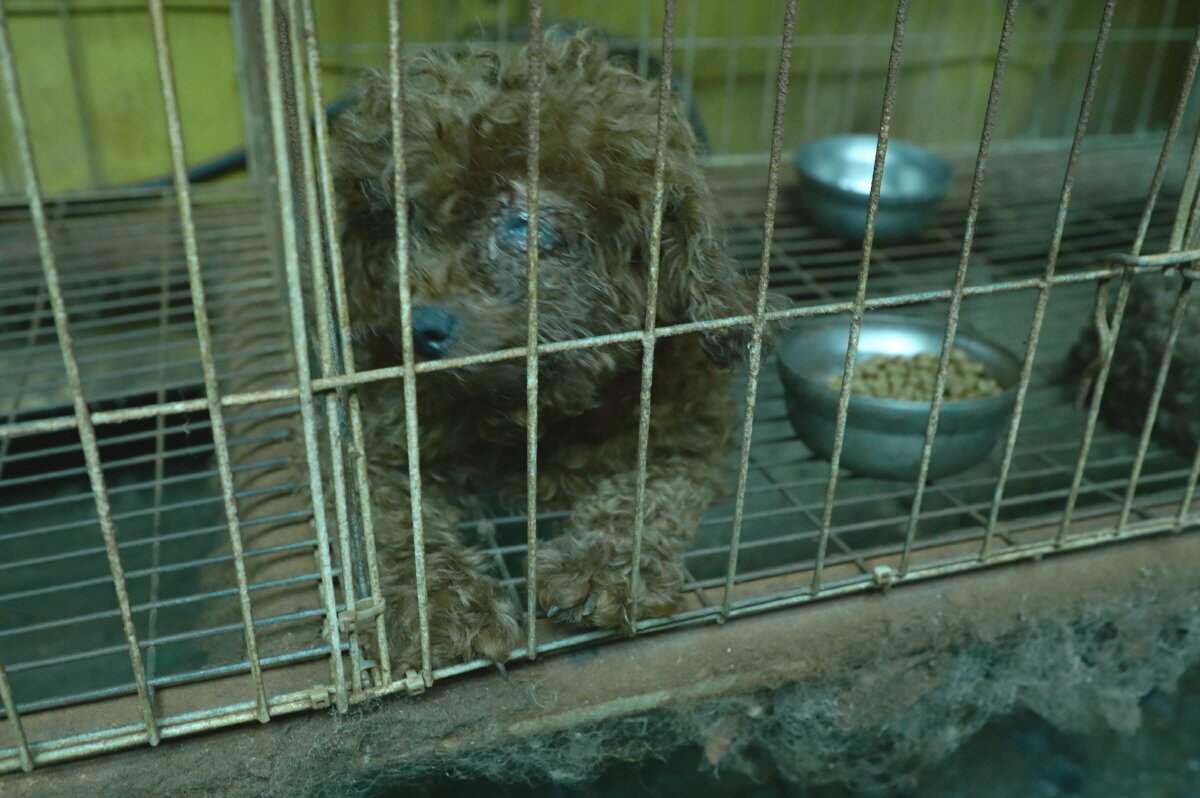 본문 이미지 - 안구 질환으로 눈을 제대로 뜨지 못하는 개&#40;동물자유연대 제공&#41; ⓒ 뉴스1