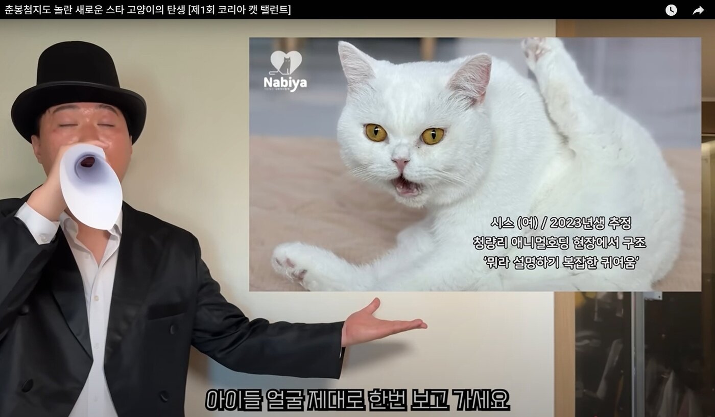 본문 이미지 - 언더월드 송하빈이 최근 업로드한 영상에서 나비야사랑해에서 보호 중인 고양이 입양 홍보를 진행했다&#40;언더월드 채널 갈무리&#41;. ⓒ 뉴스1