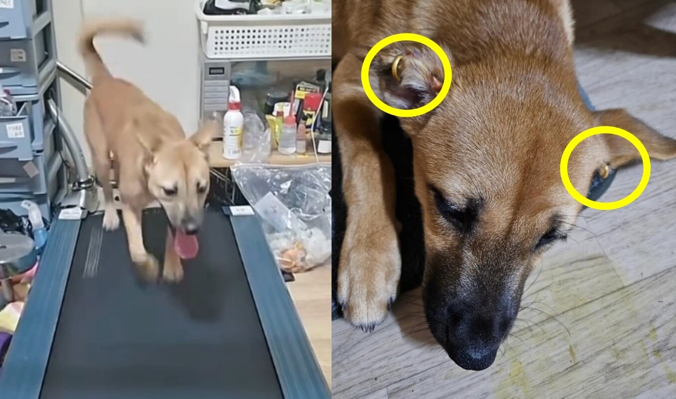 본문 이미지 - (SNS 갈무리)