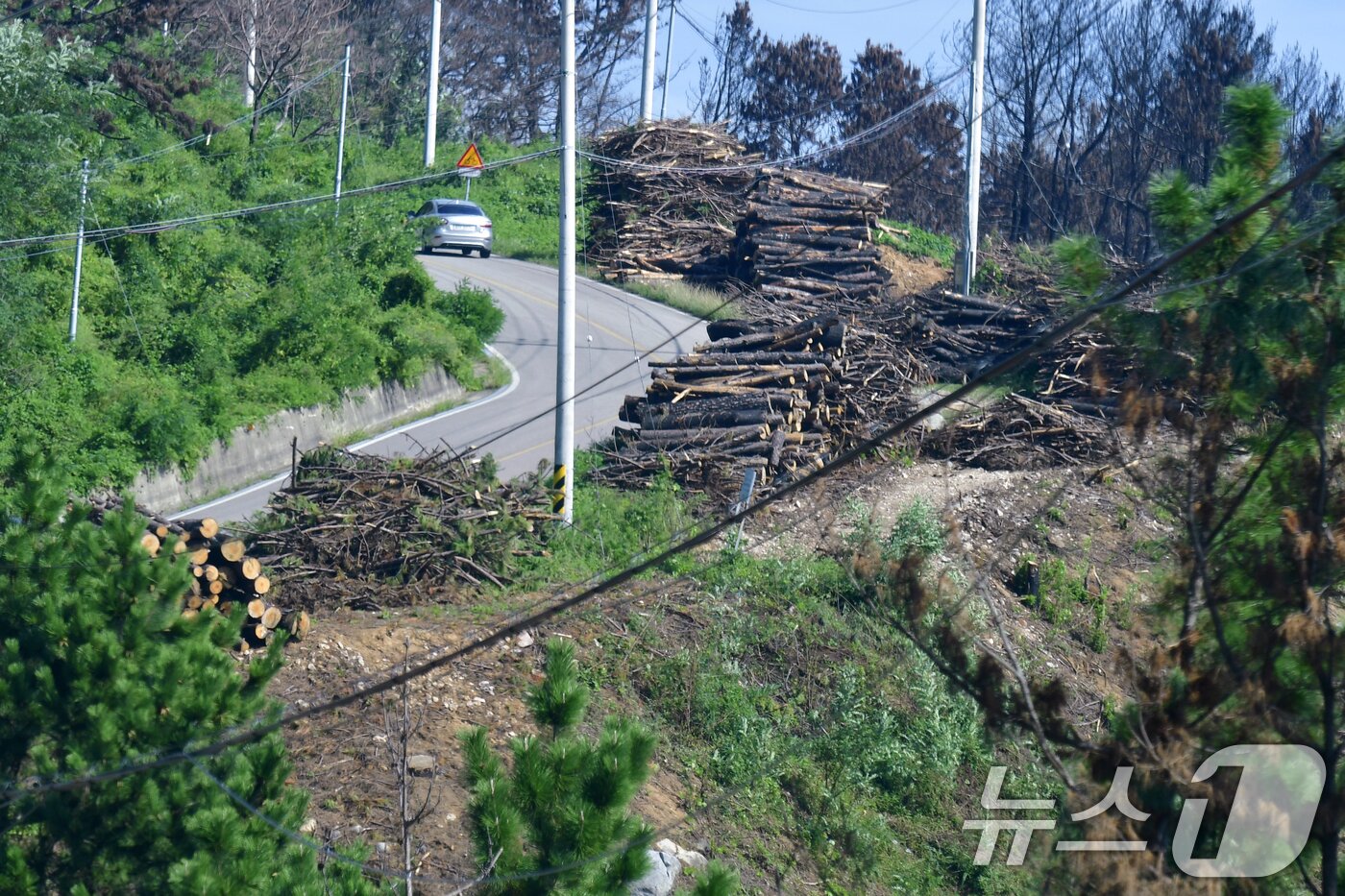 본문 이미지 - 16일 경북 영덕 괴물산불 피해 지역인 노물리 해안 도로 곳곳에서는 불에 탄 나무 벌목작업이 한창이다. 2025.9.16/뉴스1 ⓒ News1 최창호 기자