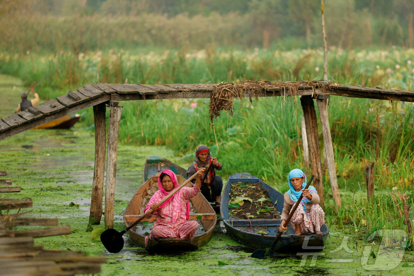 (스리나가르 로이터=뉴스1) 권영미 기자 = 16일 인도령 카슈미르 스리나가르의 달 호수 내부 수로를 따라 카슈미르 여성들이 배를 저어 이동하고 있다.2025.09.16.ⓒ 로이터 …