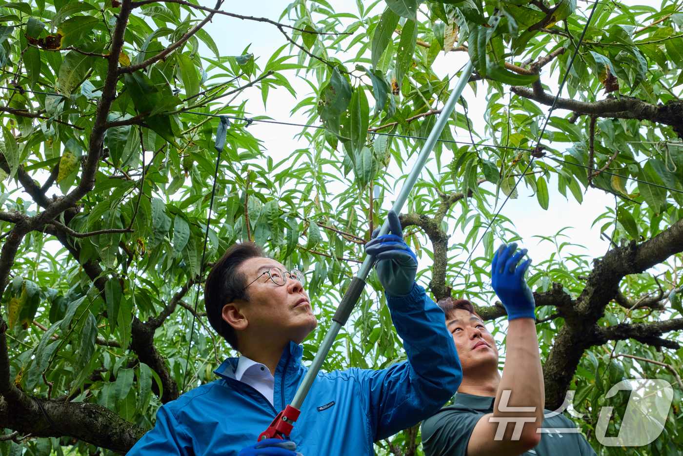 (서울=뉴스1) 허경 기자 = 이재명 대통령이 16일 세종시 전동면 조일농원 복숭아 농장을 방문해 가지치기 체험을 하고 있다. (대통령실 제공. 재판매 및 DB 금지) 2025.9 …