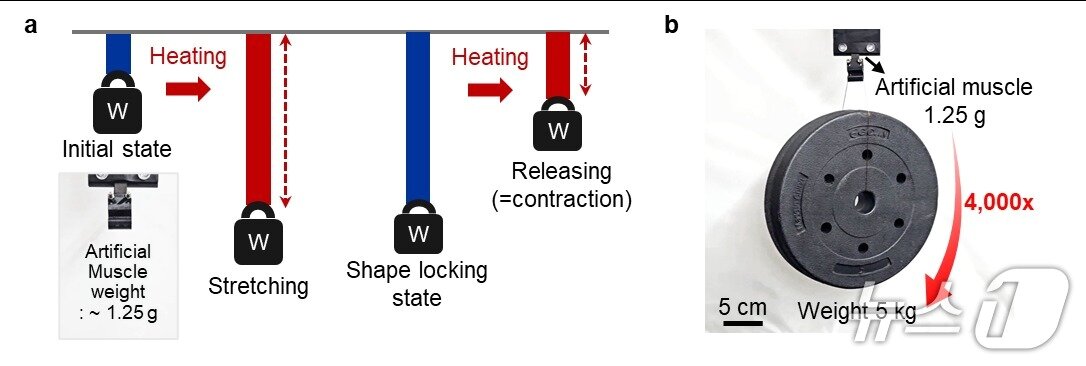 본문 이미지 - 자기 인공근육의 구동 원리와 하중 지지 능력을 설명하는 그림.(UNIST 제공. 재판매 및 DB금지)/뉴스1
