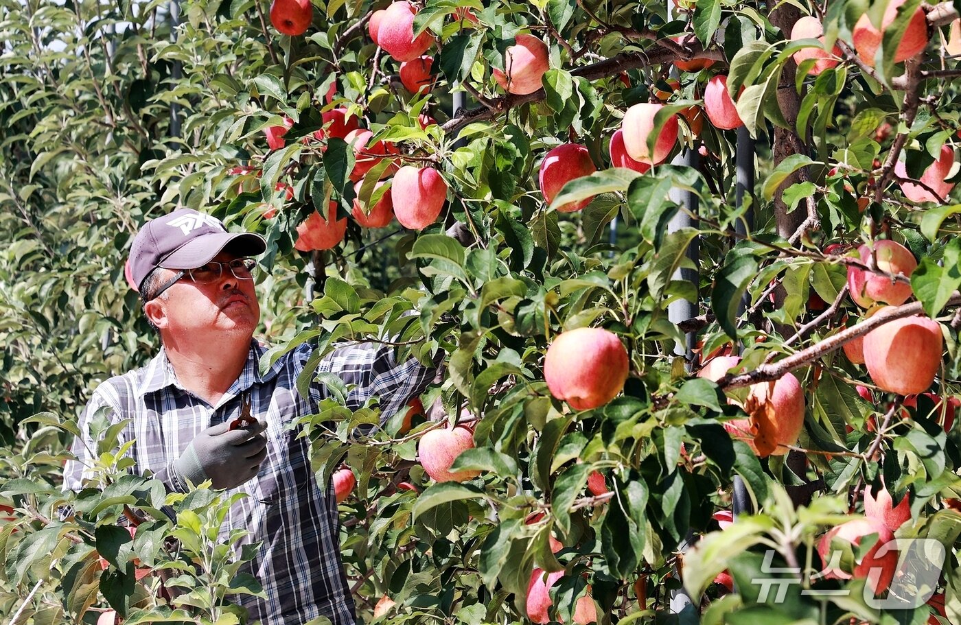 본문 이미지 - 충북 괴산군 연풍면 지영규 씨가 자신의 사과밭에서 사과를 수확하고 있다.&#40;괴산군 제공, 재판매 및 DB금지&#41;/뉴스1