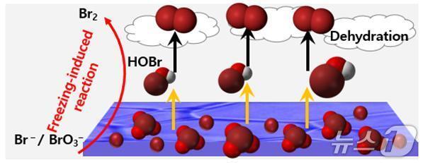 본문 이미지 - 얼음에서 일어나는 브롬 가스 형성 과정 모식도. 얼음이 어는 동안 동결농축이 발생, 브롬 이온은 얼음 내 브롬산에 의해 산화되고, 브롬산은 브롬 이온에 의해 환원되면서 중간 생성 물질인 차아브롬산이 발생한다. 차아브롬산은 탈수화 과정을 거쳐 브롬 가스로 변환되어 대기로 방출된다.(극지연구소 제공)