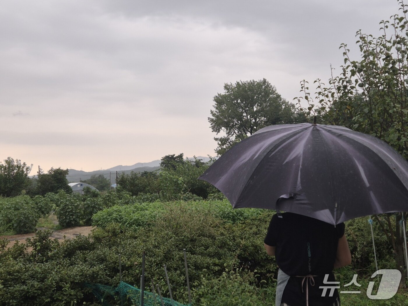 본문 이미지 - 강원 강릉지역에 비가 내리기 시작한 17일 강릉시 구정면의 한 농가에서 우산을 쓴 주민이 텃밭 작물을 바라보고 있다. 2025.9.17/뉴스1 윤왕근 기자