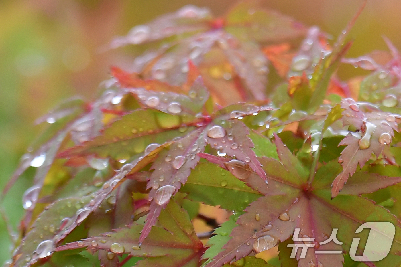 (포항=뉴스1) 최창호 기자 = 18일 경북 포항시청 앞 화단에 심어진 단풍 나무에 빗물이 맺혀있다. 2025.9.18/뉴스1