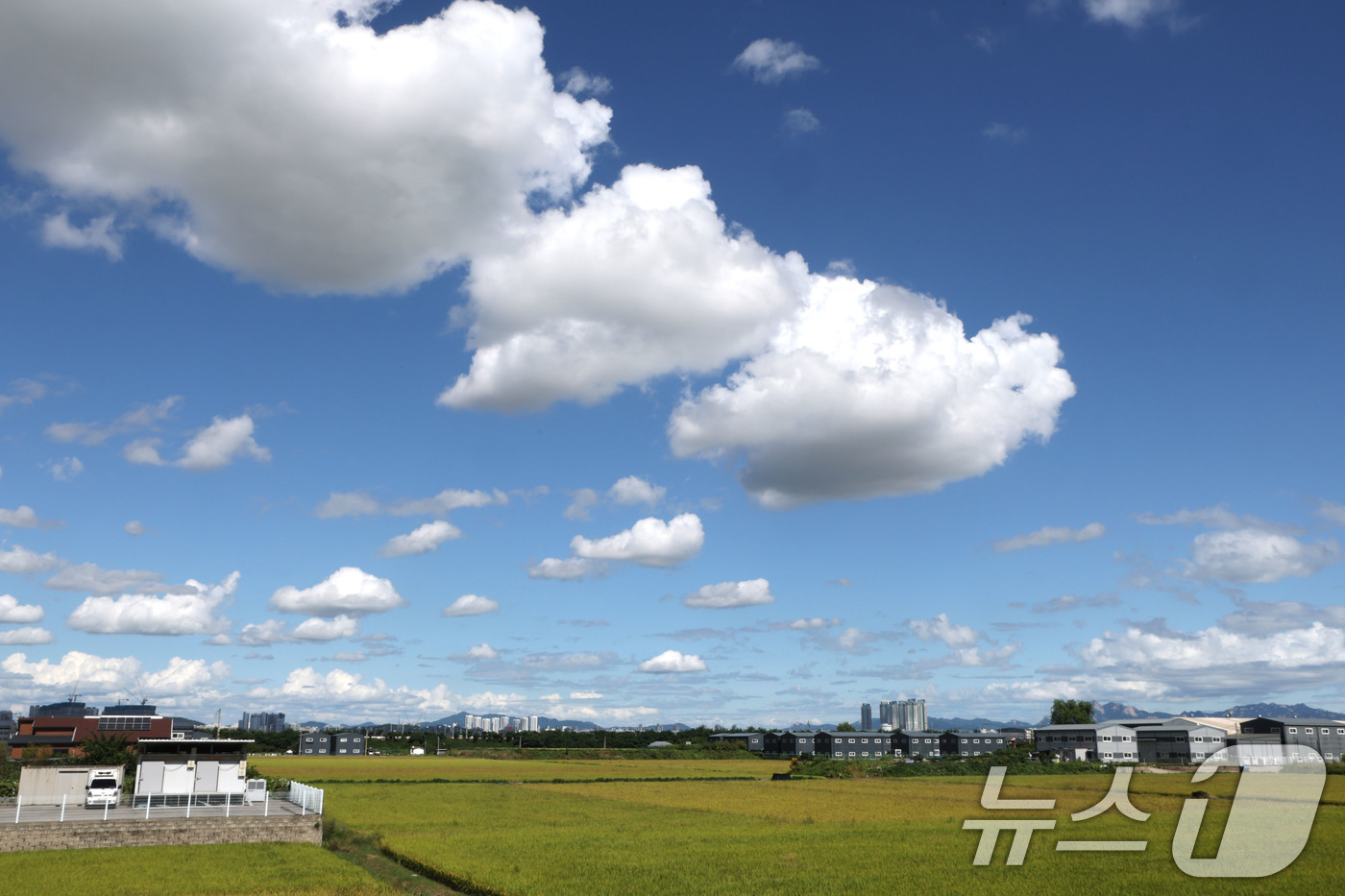 (김포=뉴스1) 이광호 기자 = 맑고 화창한 날씨를 보인 18일 경기 김포의 들녘 위로 뭉개구름이 떠 있다.  2025.9.18/뉴스1