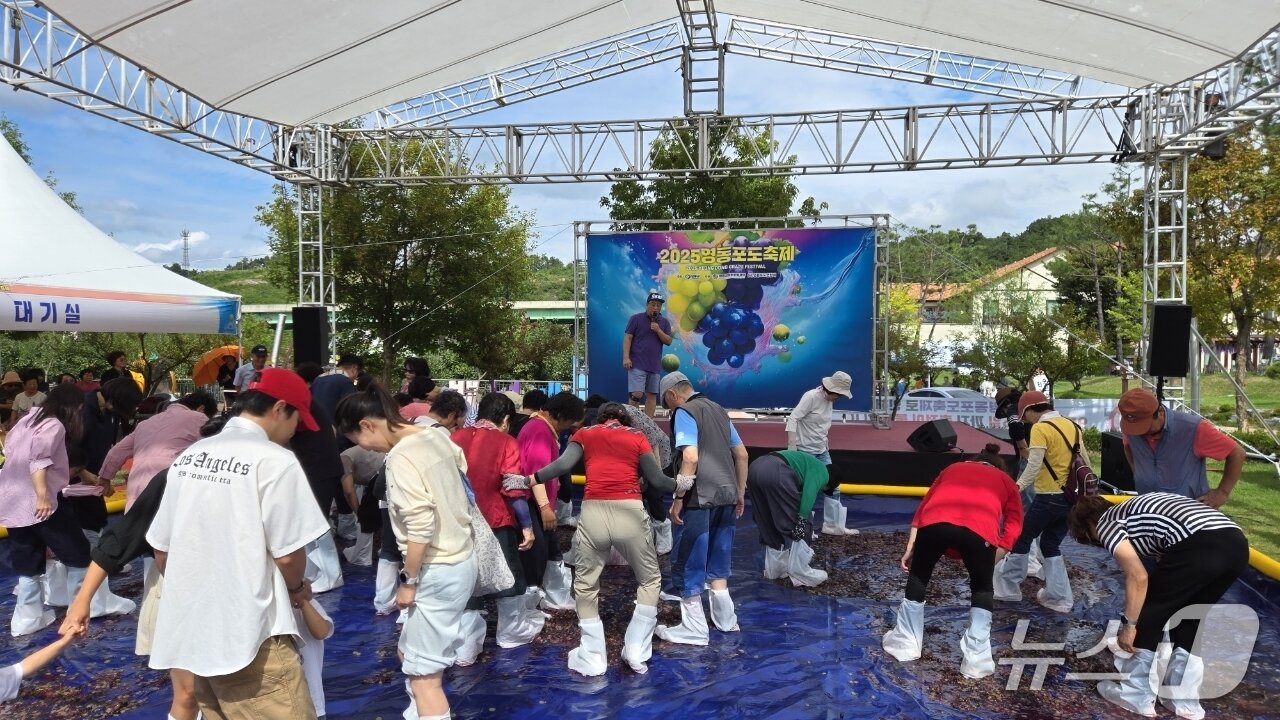 본문 이미지 - 영동포도축제 포도밟기 체험 &#40;영동군 제공. 재판매 및 DB금지&#41; /뉴스1
