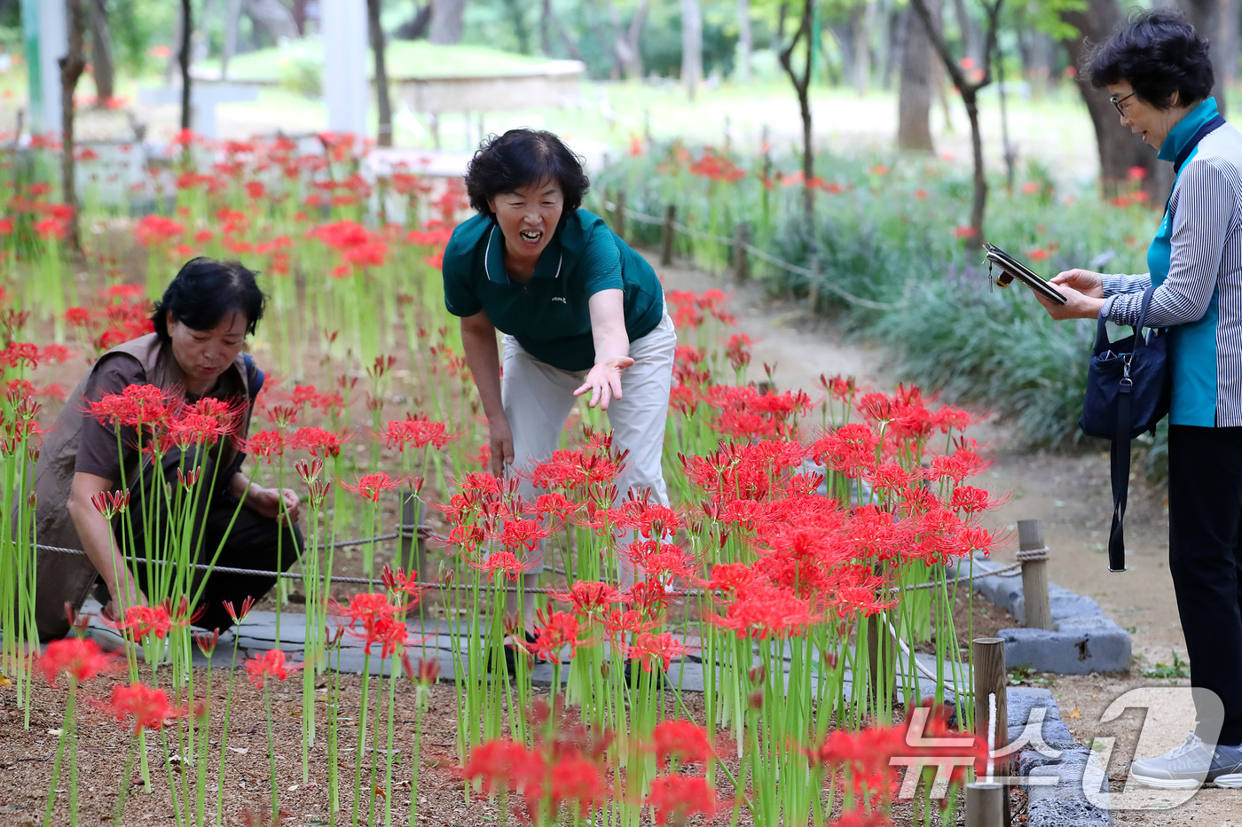 (대구=뉴스1) 공정식 기자 = 18일 오후 대구 서구 중리동 그린웨이백합원에서 열린 '꽃무릇축제'를 찾은 시민들이 곱게 핀 꽃무릇을 감상하고 있다.꽃이 피었다 진 후에 잎이 돋아 …