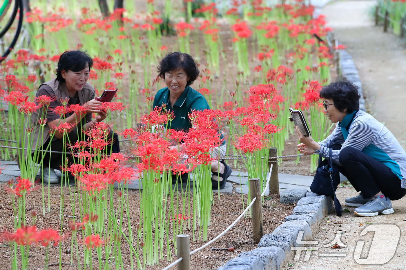 (대구=뉴스1) 공정식 기자 = 18일 오후 대구 서구 중리동 그린웨이백합원에서 열린 '꽃무릇축제'를 찾은 시민들이 곱게 핀 꽃무릇을 감상하고 있다.꽃이 피었다 진 후에 잎이 돋아 …