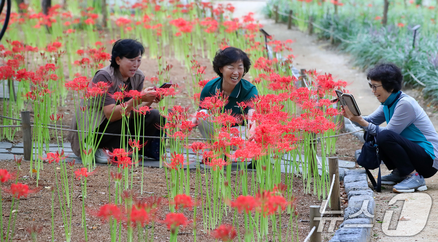 (대구=뉴스1) 공정식 기자 = 18일 오후 대구 서구 중리동 그린웨이백합원에서 열린 '꽃무릇축제'를 찾은 시민들이 곱게 핀 꽃무릇을 감상하고 있다.꽃이 피었다 진 후에 잎이 돋아 …