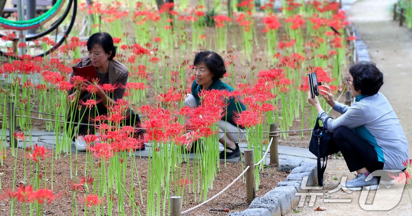 (대구=뉴스1) 공정식 기자 = 18일 오후 대구 서구 중리동 그린웨이백합원에서 열린 '꽃무릇축제'를 찾은 시민들이 곱게 핀 꽃무릇을 감상하고 있다.꽃이 피었다 진 후에 잎이 돋아 …