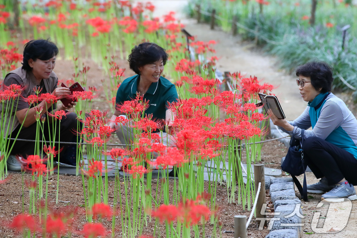 (대구=뉴스1) 공정식 기자 = 18일 오후 대구 서구 중리동 그린웨이백합원에서 열린 '꽃무릇축제'를 찾은 시민들이 곱게 핀 꽃무릇을 감상하고 있다.꽃이 피었다 진 후에 잎이 돋아 …
