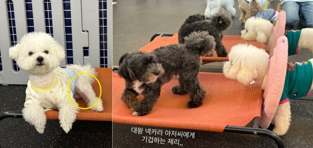 본문 이미지 - 알레르기로 다리 부위 탈모까지 진행됐던 로또는 큰 넥카라를 매일 쓰고 생활해야 했다&#40;로또 보호자 제공&#41;. ⓒ 뉴스1