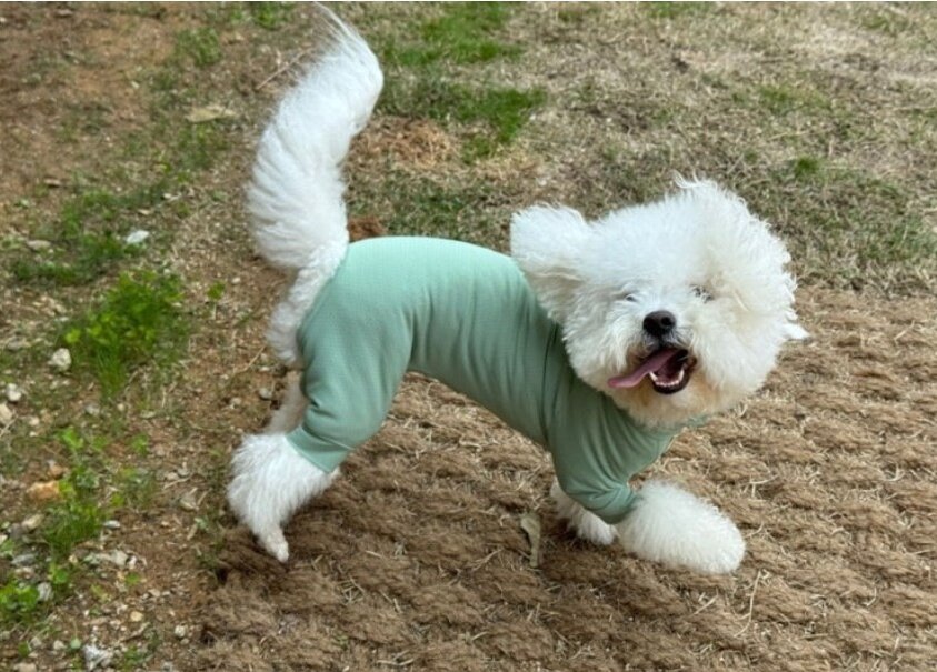 본문 이미지 - 알레르기 검사 결과 집먼지진드기가 원인으로 밝혀진 로또는 면역요법 후 넥카라를 벗고 신나게 뛰어놀 수 있게 됐다&#40;로또 보호자 제공&#41;. ⓒ 뉴스1