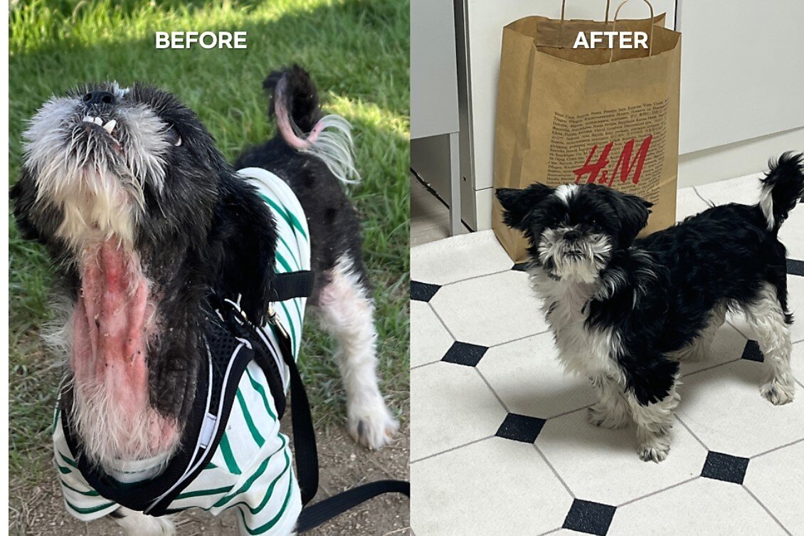 본문 이미지 - 피부병 때문에 버려졌던 유기견 출신 시추 콩순이의 치료 전과 후&#40;콩순이 보호자 제공&#41; ⓒ 뉴스1