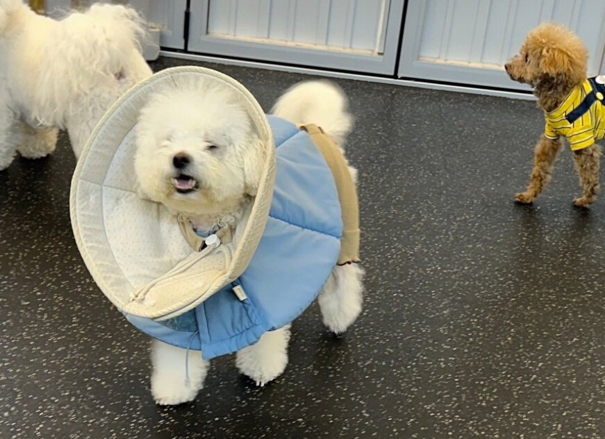 본문 이미지 - 넥카라 두 겹 차고 생활하던 로또&#40;로또 보호자 제공&#41; ⓒ 뉴스1