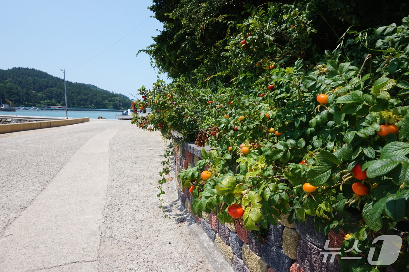 본문 이미지 -  해안도로가에 핀 해당화. 꽃은 지고 알록달록한 열매가 알사탕을 닮았다.2025.9.19/뉴스1 ⓒ News1 조영석 기자 