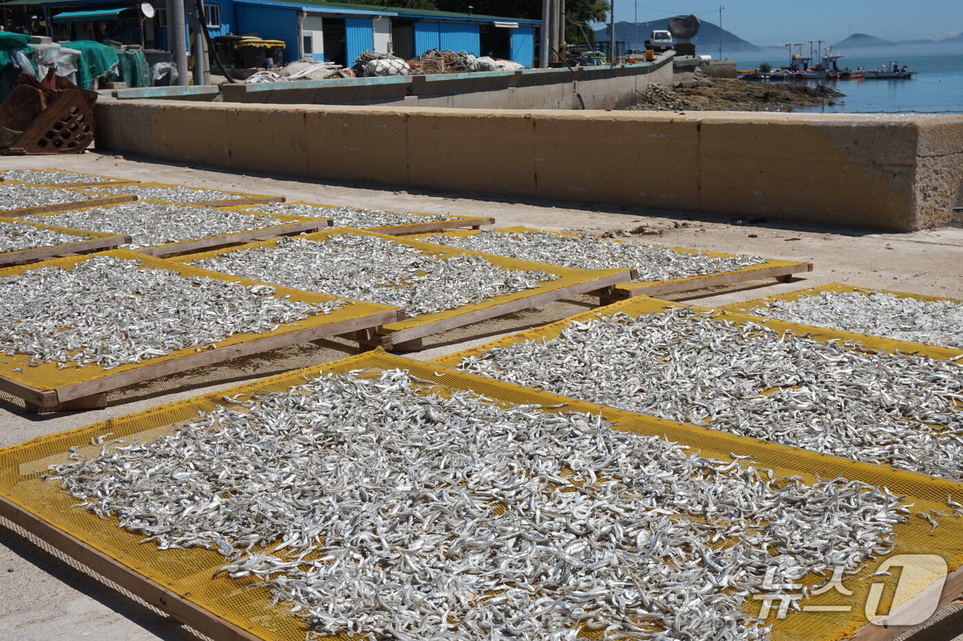 본문 이미지 - 멸치 건조장으로 변한 해안도로. 따뜻한 햇볕과 해풍의 자연 건조로 멸치의 맛을 더한다.2025.9.19/뉴스1 ⓒ News1 조영석 기자 