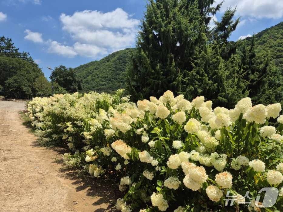 본문 이미지 - 울산수목원 전경.&#40;수목원관리사무소 제공. 재판매 및 DB금지&#41;/뉴스1
