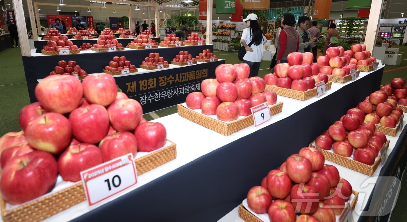 본문 이미지 - 제19회 장수 한우랑 사과랑 축제 개막식이 열린 19일 전북 장수군 홍보 전시관에 품평회에 출품된 사과들이 놓여 있다. 2025.9.19/뉴스1 ⓒ News1 유경석 기자