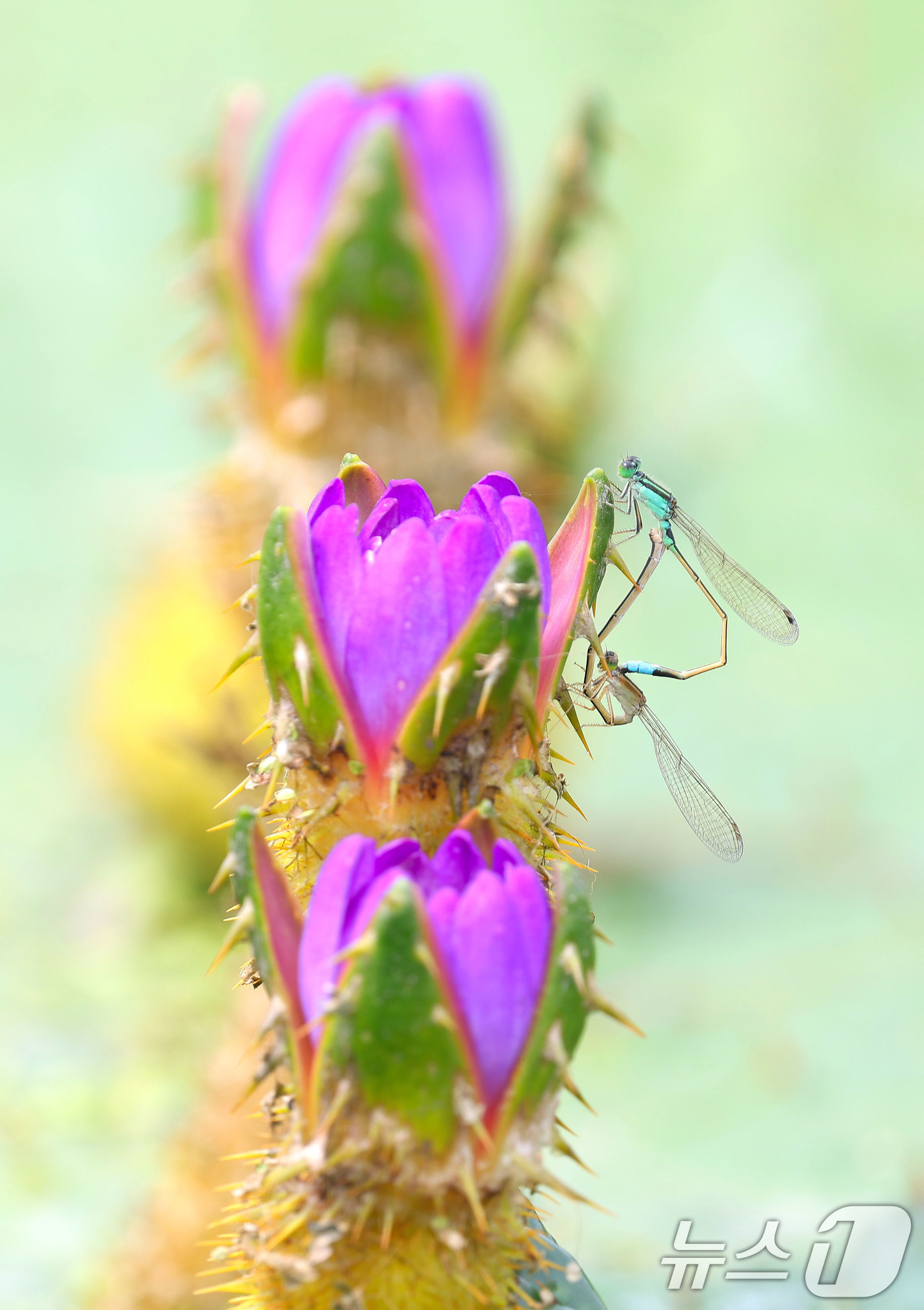 (서울=뉴스1) = 2일 경남 함양군 상림공원 연꽃단지에서 실잠자리 한 쌍이 활짝 핀 가시연꽃에 앉아 짝짓기를 하고 있다. (함양군 제공. 재판매 및 DB 금지) 2025.9.2/ …