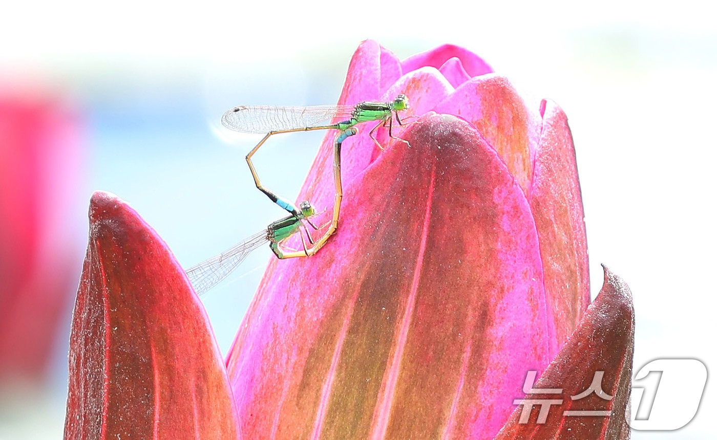 (서울=뉴스1) = 2일 경남 함양군 상림공원 연꽃단지에서 실잠자리 한 쌍이 활짝 핀 수련꽃에 앉아 짝짓기를 하고 있다. (함양군 제공. 재판매 및 DB 금지) 2025.9.2/뉴 …