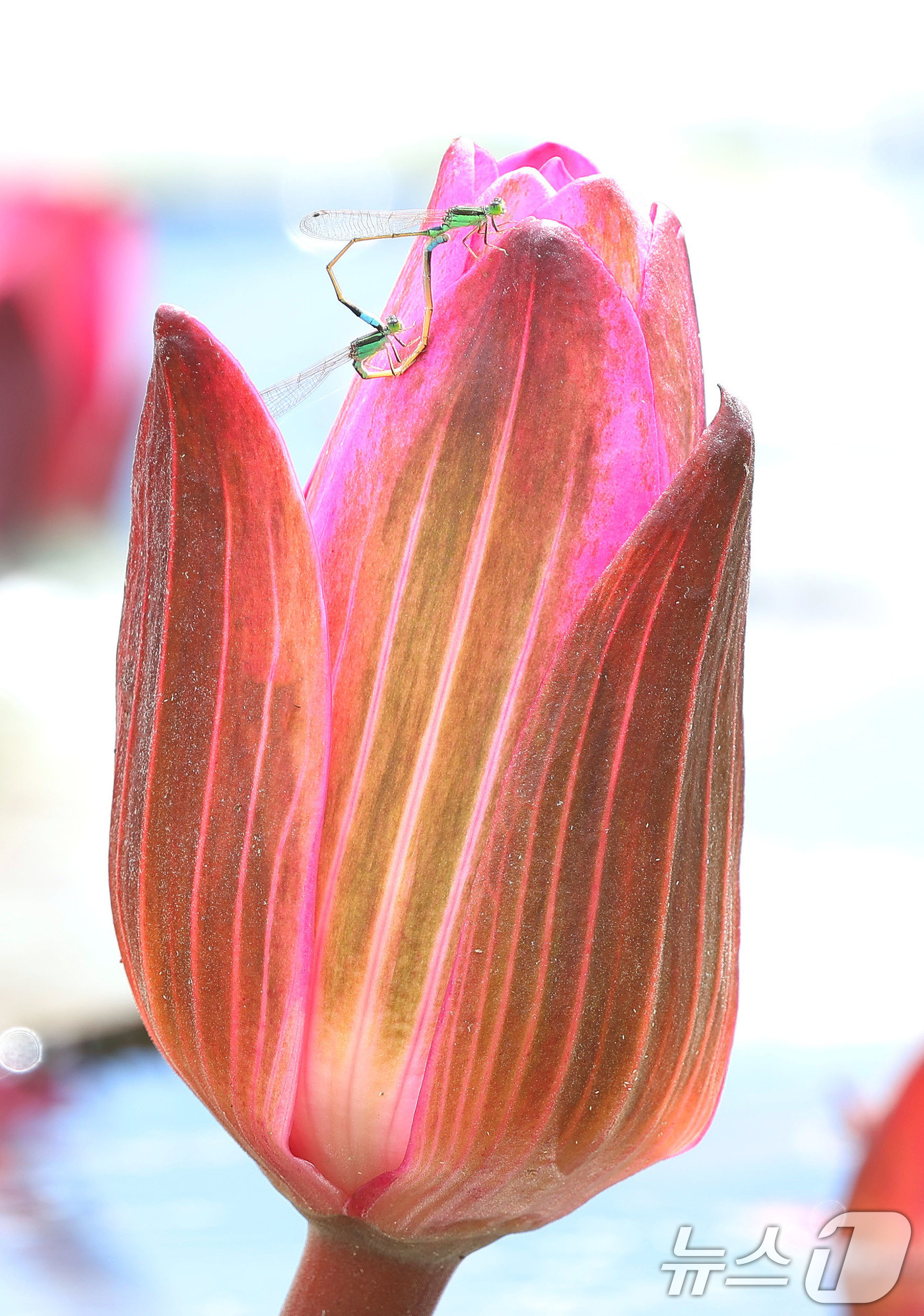 (서울=뉴스1) = 2일 경남 함양군 상림공원 연꽃단지에서 실잠자리 한 쌍이 활짝 핀 수련꽃에 앉아 짝짓기를 하고 있다. (함양군 제공. 재판매 및 DB 금지) 2025.9.2/뉴 …