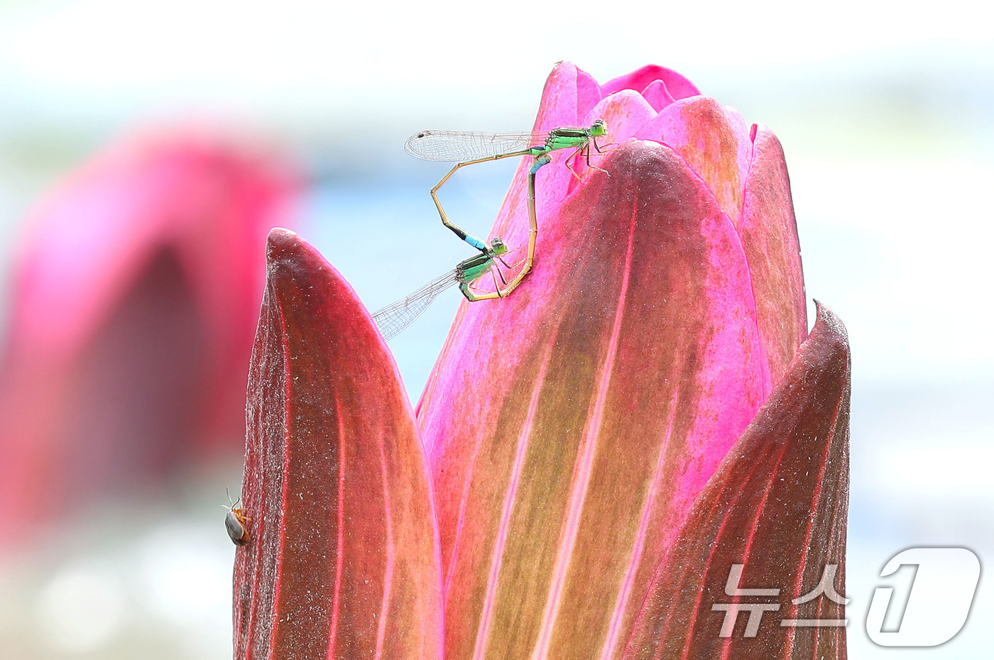 (서울=뉴스1) = 2일 경남 함양군 상림공원 연꽃단지에서 실잠자리 한 쌍이 활짝 핀 수련꽃에 앉아 짝짓기를 하고 있다. (함양군 제공. 재판매 및 DB 금지) 2025.9.2/뉴 …